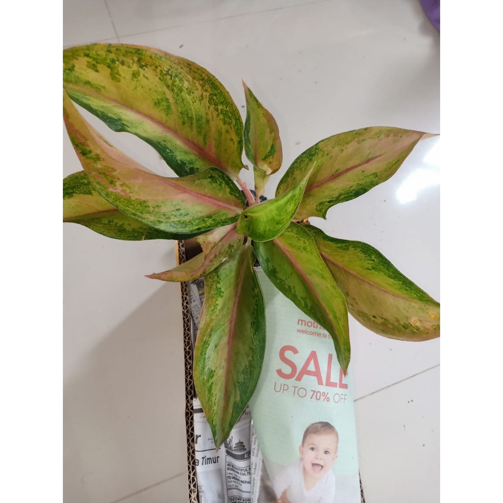 PROMO GOLDEN BABY ( Tanaman Hias Aglaonema / Aglonema )