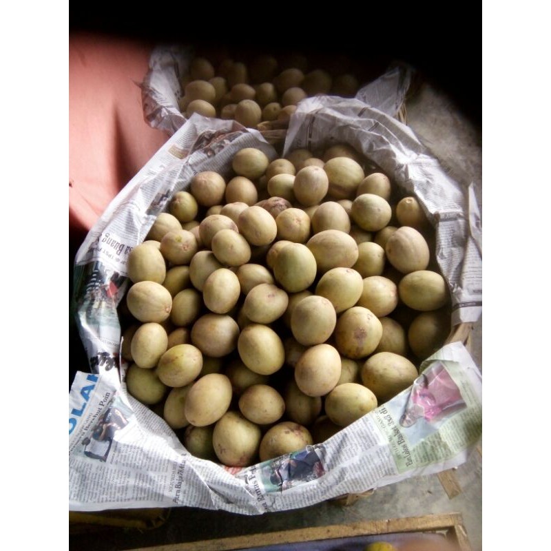 

sawo legit, manis, tasikmalaya