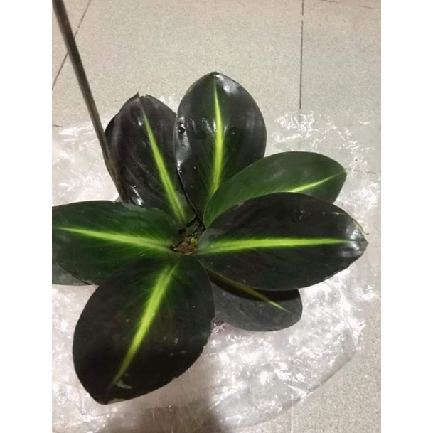 homalomena mata kucing sp Borneo Rawatan bergaransi resmi