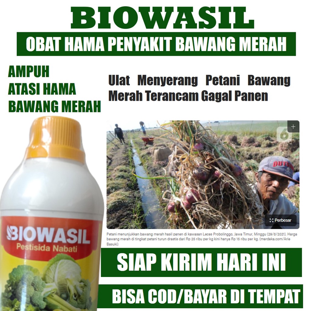 Pestisida Organik Cair Pembasmi Ulat Bawang Merah dan Hama Bawang Merah BIOWASIL 500 ML - Pupuk Pest