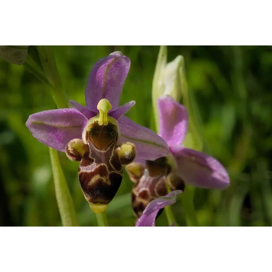 Bibit Benih Biji Bunga Anggrek Lebah Import - Benih Bunga Anggrek Lebah - Bunga Anggrek - COD