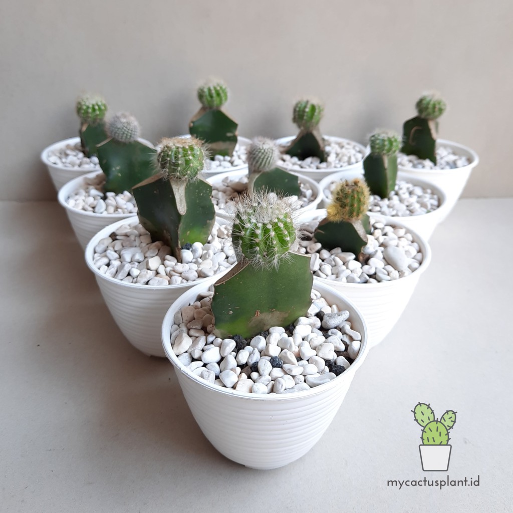 Paket 10 pcs Kaktus Mini Grafting bonus pot putih, media tanam dan batu hias