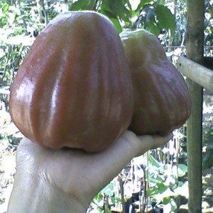 Bibit Pohon Jambu Air King Rose Kingrose Bibit Jambu Air King Rose