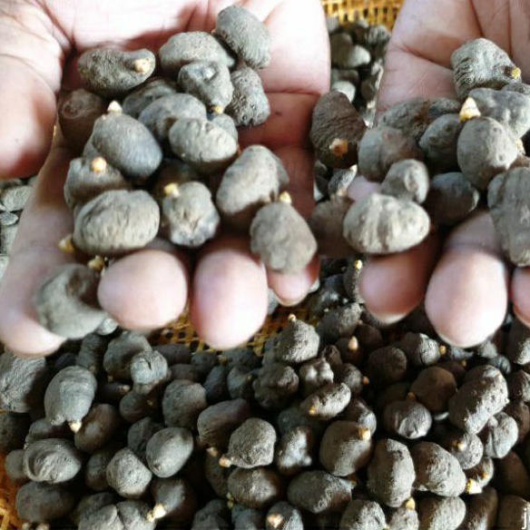 katak porang asli kualitas asli dorman isi 500 biji perkg