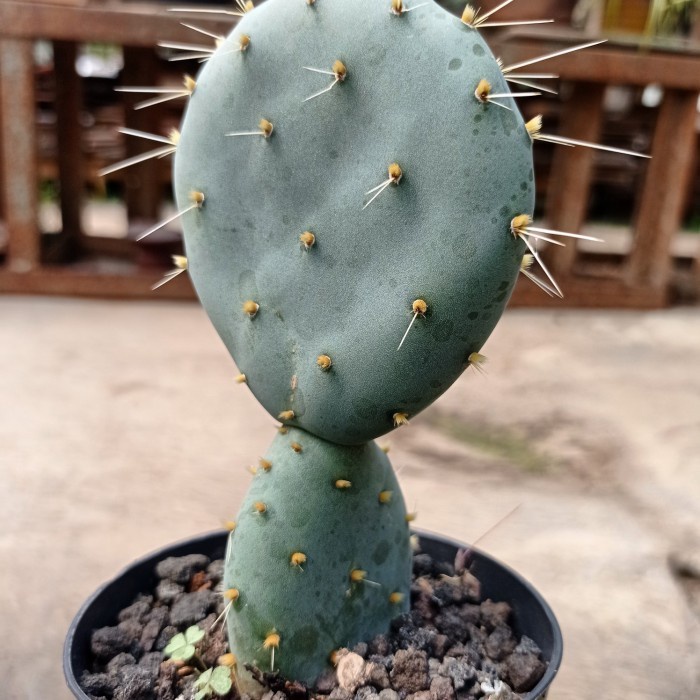 opuntia robusta kaktus KAKTUS SUKULEN|TANAMAN HIAS