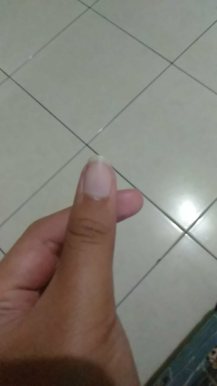 Tanaman Hias Rumput Biru - Festuca Glauca