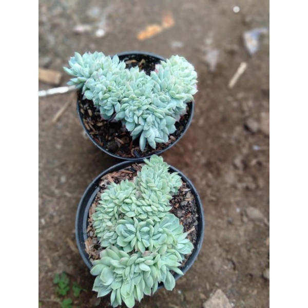 echeveria cristata 2pot