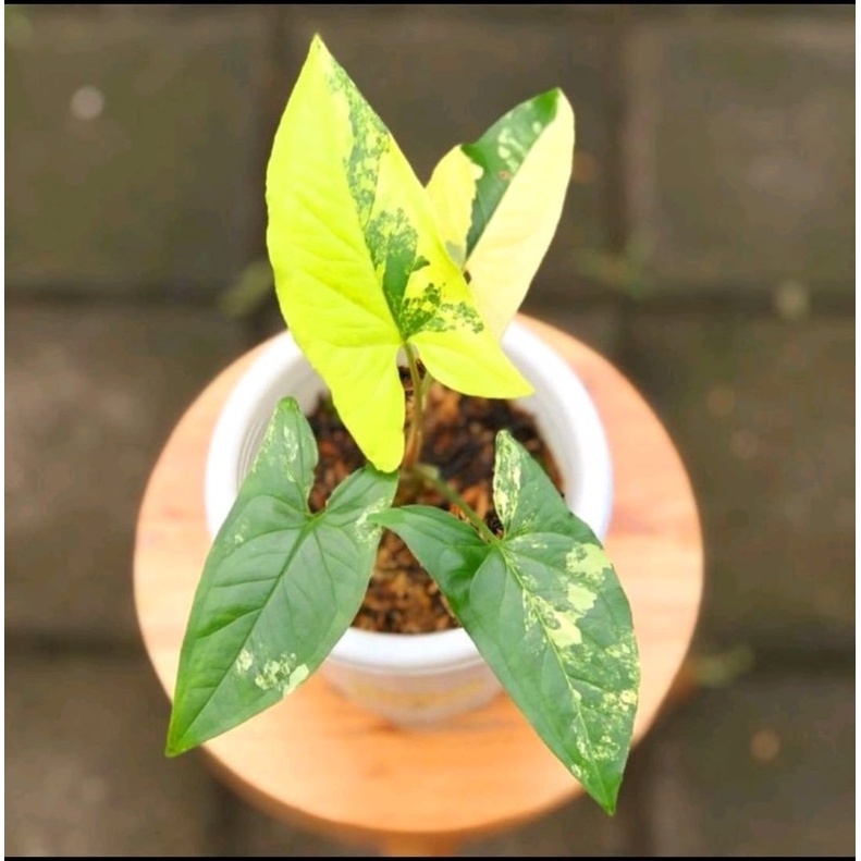 singonium yellow variegata/singonium yellow/singonium/singonium varigata