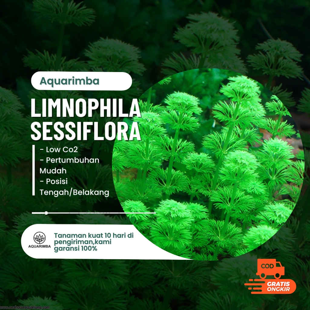 limnophila sessiflora ( tanaman Aquascape Pemula Tanpa Co2 )