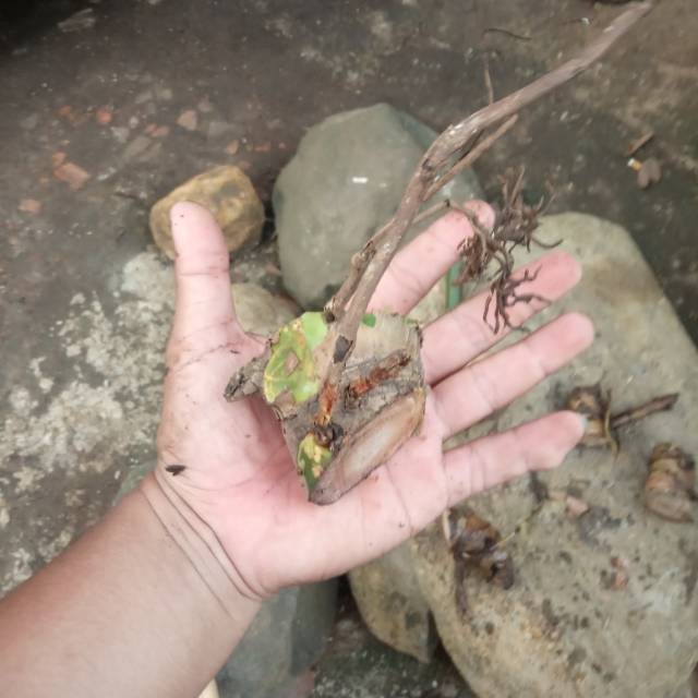 Monstera king bonggol besar
