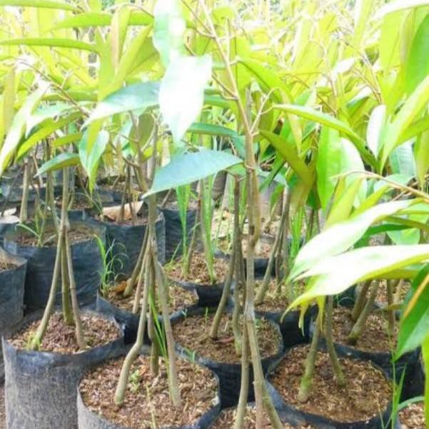 MYT Durian musangking kaki 3 okulasi (BISA) 