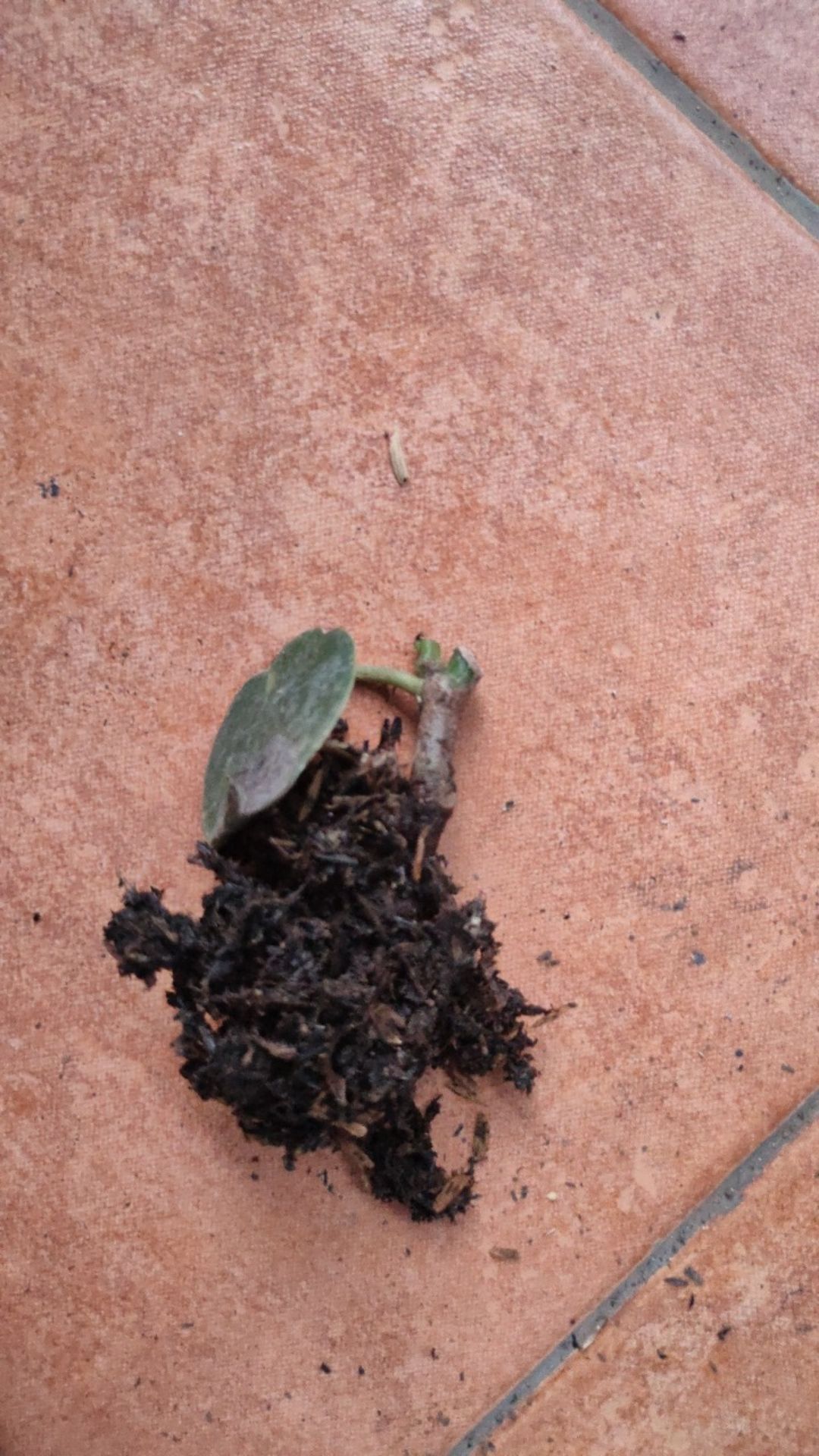 Tanaman Hias Peperomia Raindrof