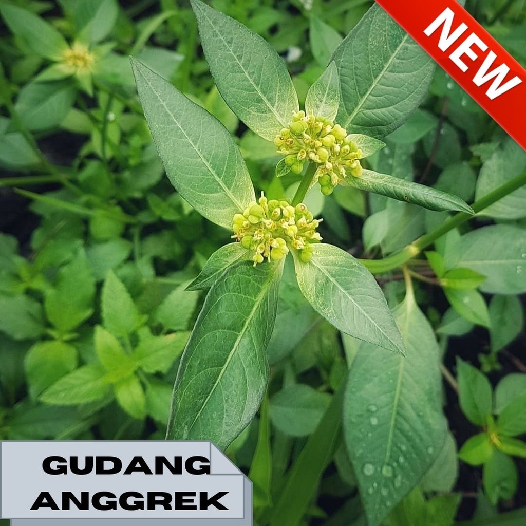 Daun kate mas suduk mentul segar 300 gram obat herbal organik