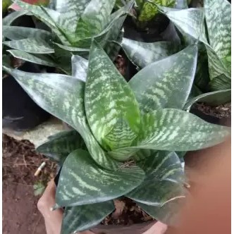 Jual Tanaman Hias Lidah Mertua Mini Sansevieria Tanaman Hias Murah Shopee Indonesia