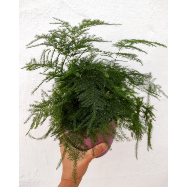 Tanaman bunga asparagus / Asparagus officinalis