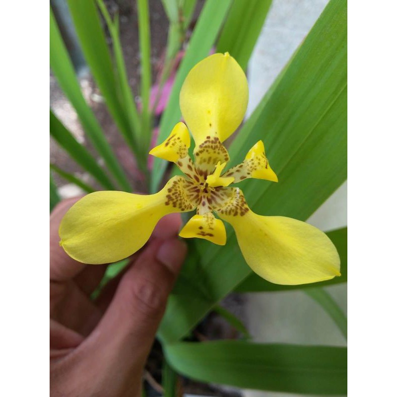 Jual Pohon Bunga Airis Bunga Iris Kuning Tanaman Hias Murah Shopee Indonesia