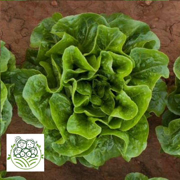 

Sayur Organik Surabaya - Romaine 200 Gram