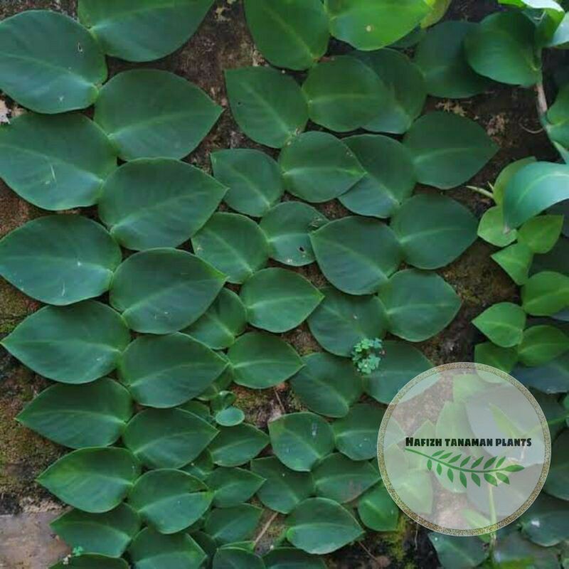 Tanaman Hias Merambat Dolar Daun Besar - Tanaman Merambat Dolar Tanaman Hidup-,Bunga Hidup Murah Bun