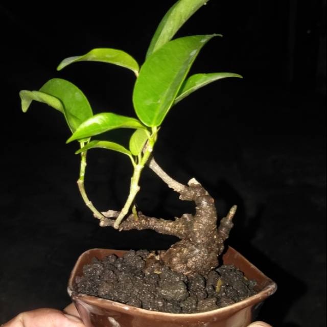 Bonsai Mini Ficus Retusa(beringin iprik,)
