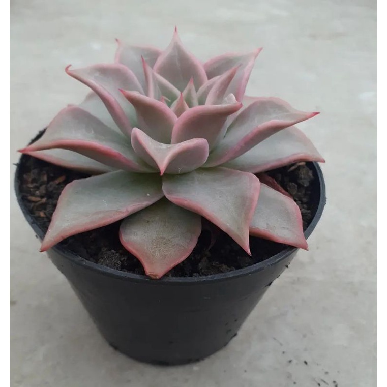 Echeveria Madiba