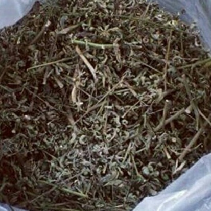 

DAUN KI TOLOD KERING MURAH 250 GRAM