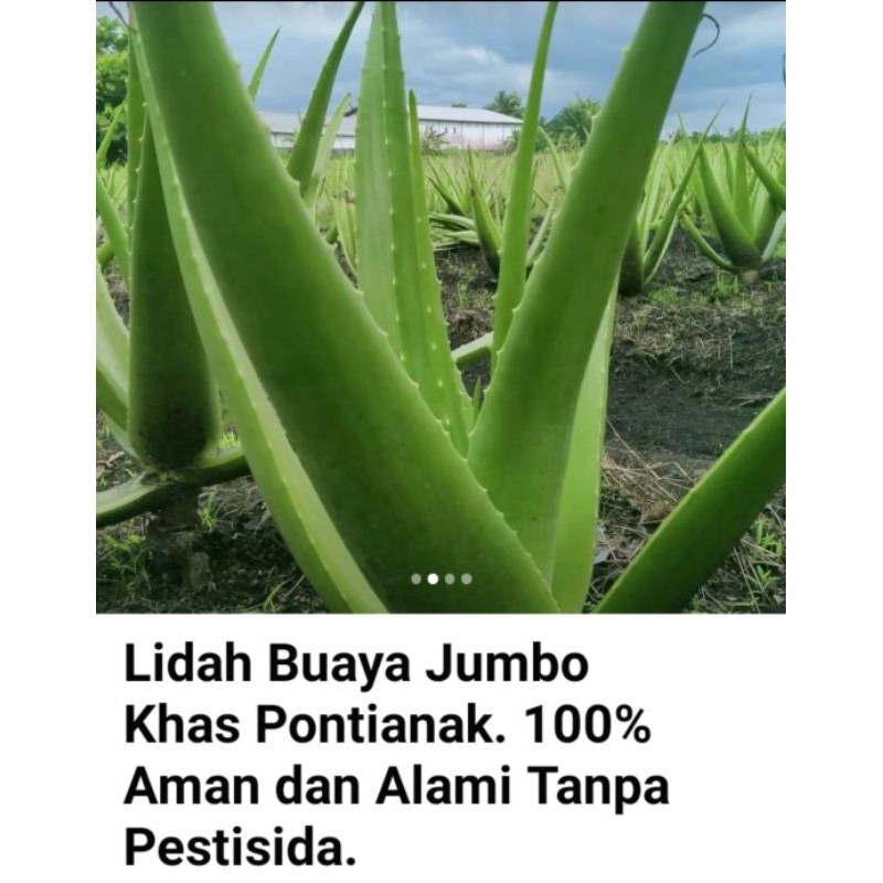 

Minuman Segar Aloevera (Lidah Buaya)