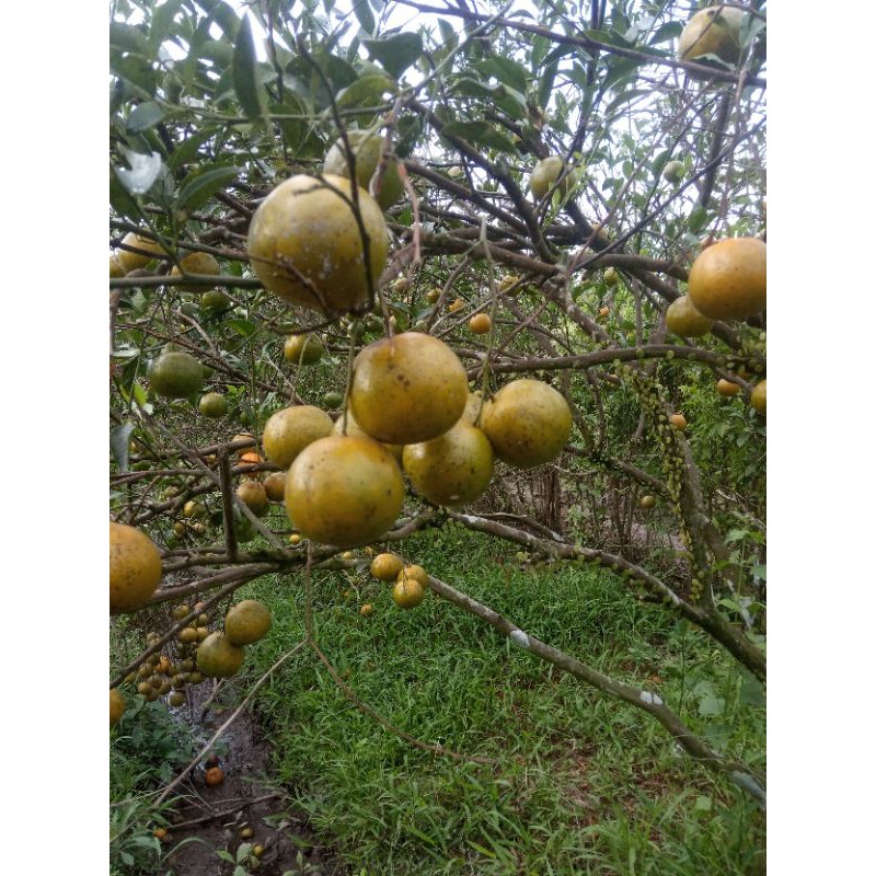 

JERUK MANIS
