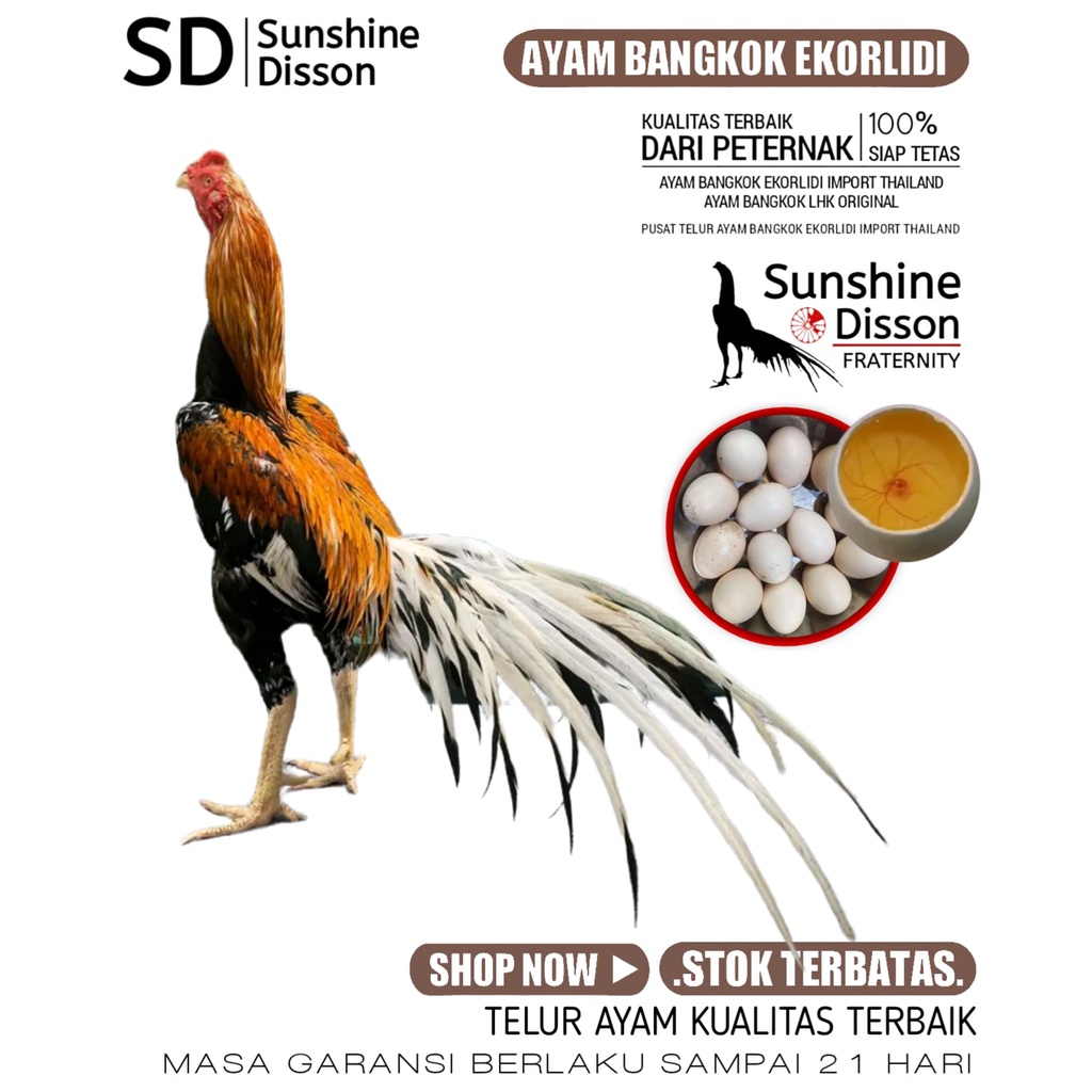 telur fertil ayam bangkok asli ekor lidi sunshine disson