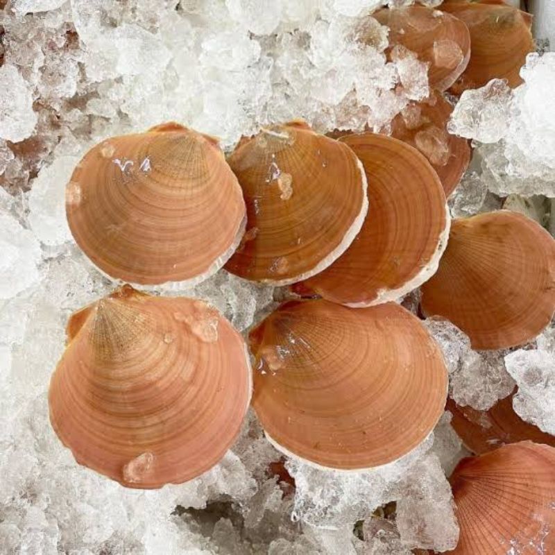

KERANG SERIMPING 1 KG