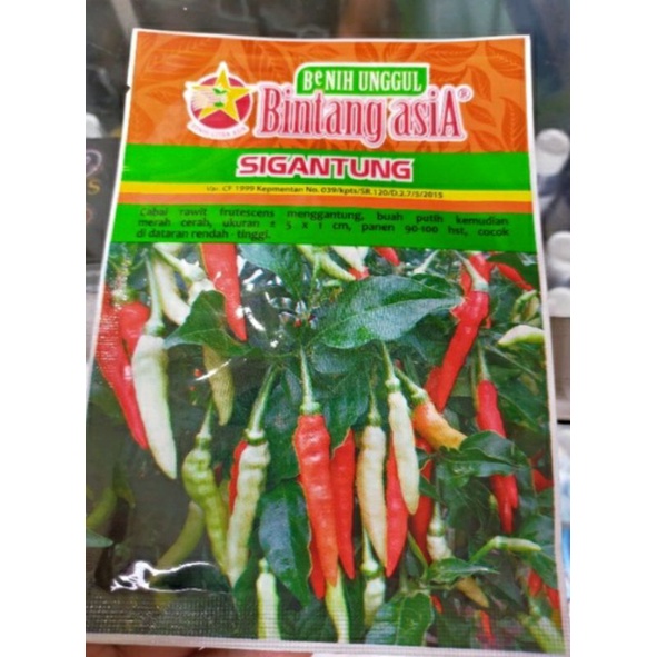Benih cabe sigantung Bintang Asia