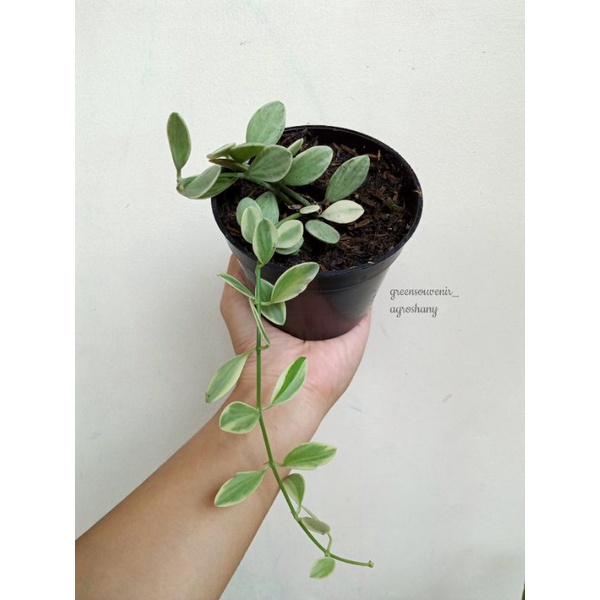 Dischidia Cascade Variegata