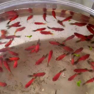 ikan hias platy coral merah , platis, plati, platys murah