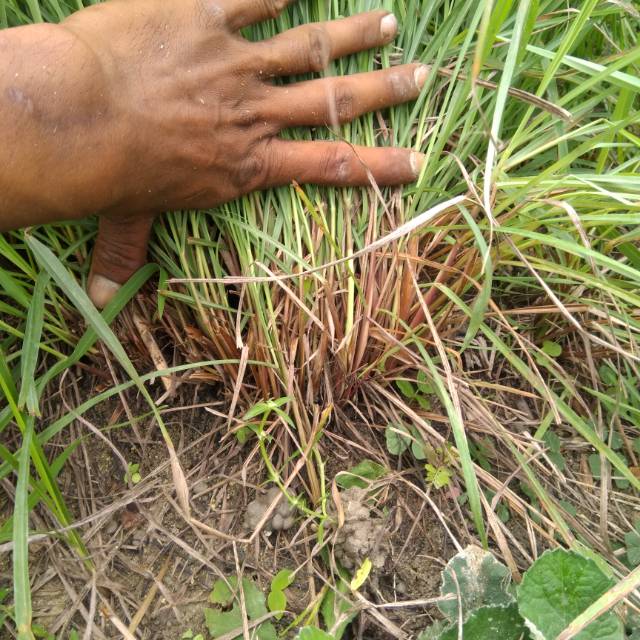 Bibit akar  vetiver