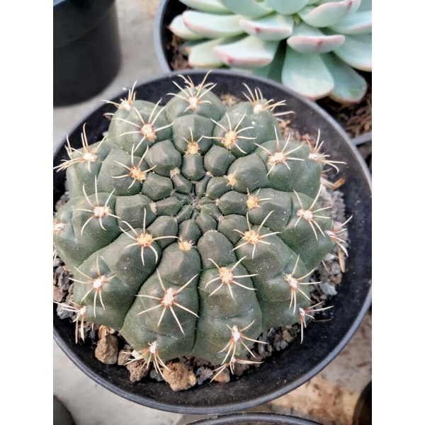 kaktus ownroot baldenium import