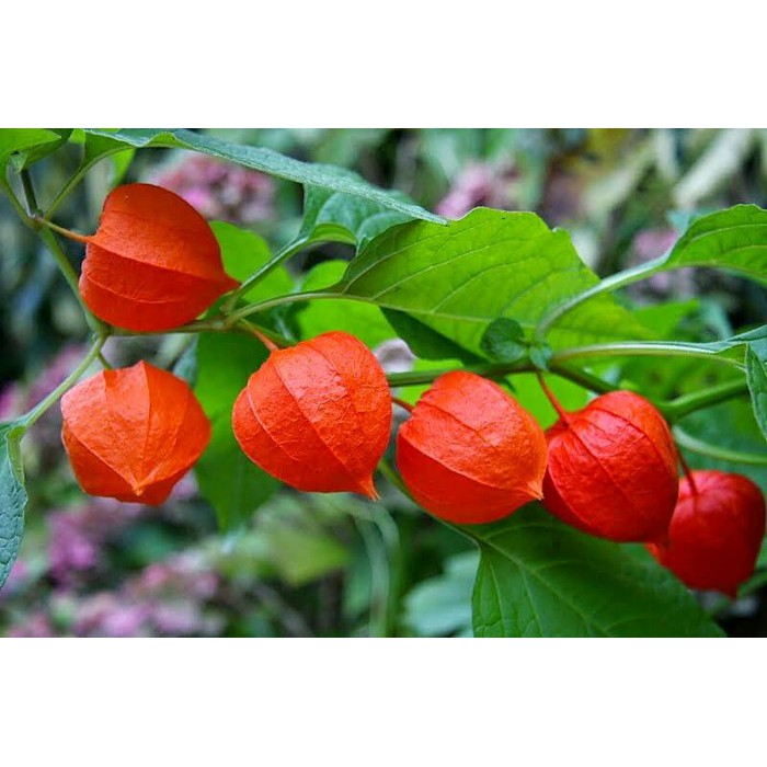 Benih Bibit Biji - Chinese Red Lantern Berries (Physalis alkekengi) Seeds - IMPORT UK