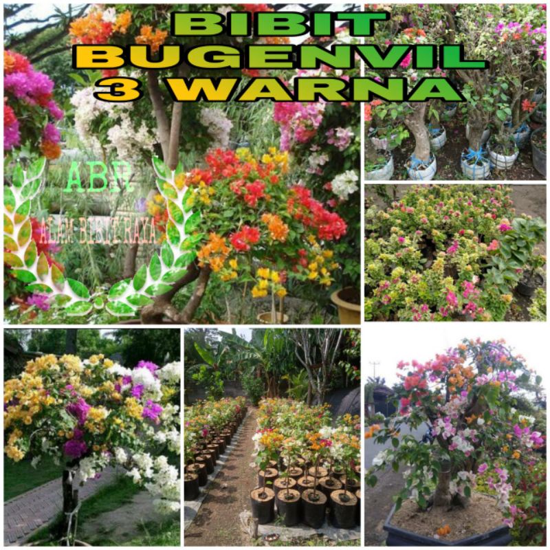 BIBIT BUNGA BUGENVIL 3 WARNA