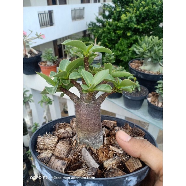 adenium thaisoco
