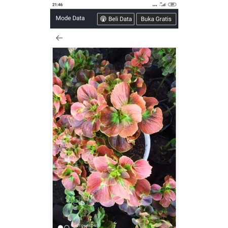Tanaman hias miana premium id mawar