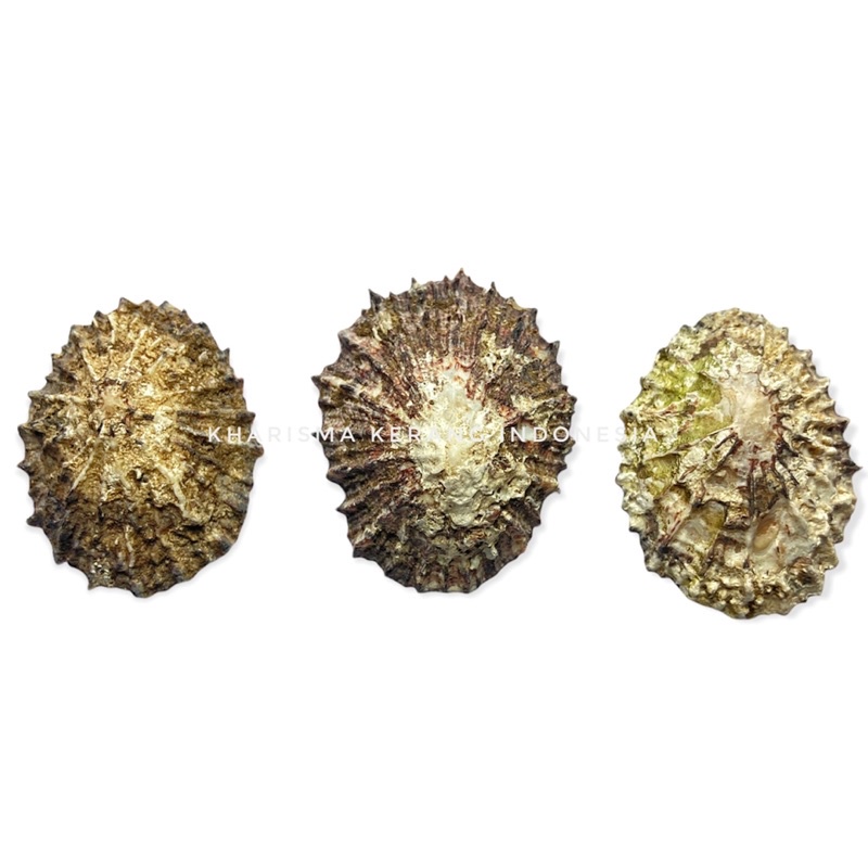 PATELLA FERRUGINEA SHELL PATELLIDAE PATELLA DEPRESSA SHELL A TRUE LIMPET SHELL PATELLA ULYSSIPONENSI