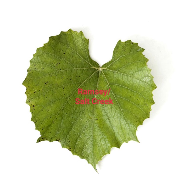 Cutting Rootstock Ramsey (Paket)(Kalus/Akar)