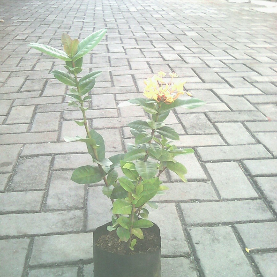 Tanaman Asoka Jepang Kuning/Bibit Bunga Asoka Jepang Kuning/ Pohon Asoka Kuning