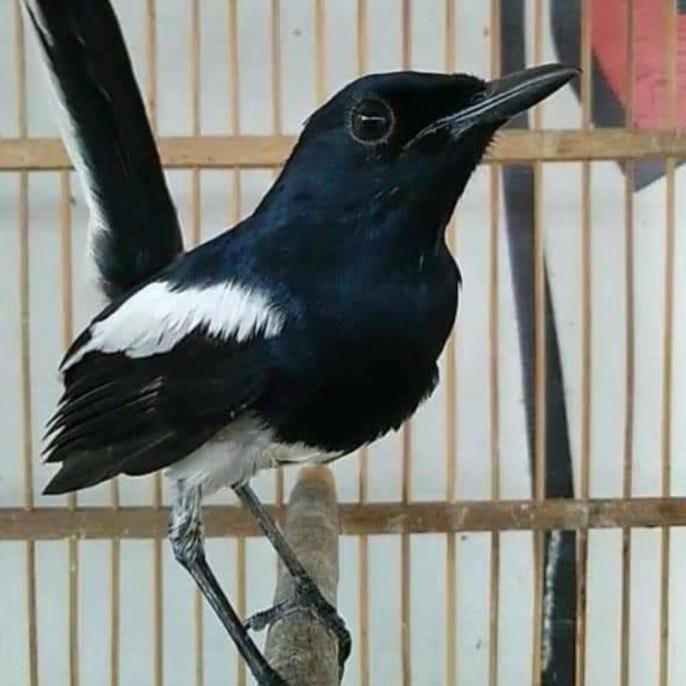 burung Kacer jawabarat dada putih