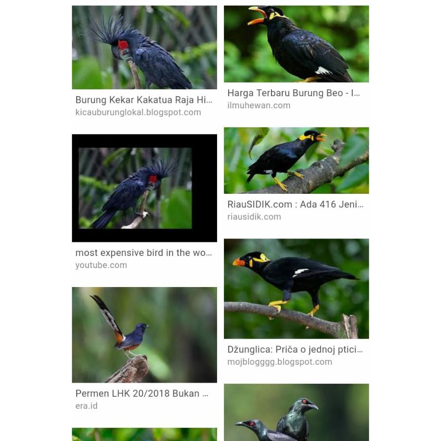 Orginal Sangkar Ocehan Ferplast Sangkar Burung Aviary Nota Kang