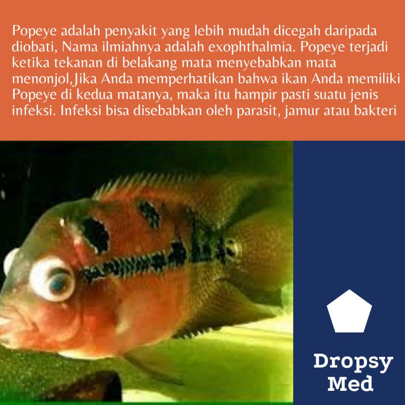 PREMIUM DROPSY MED obat sisik nanas dropsy ekor rontok mata berkabut ikan