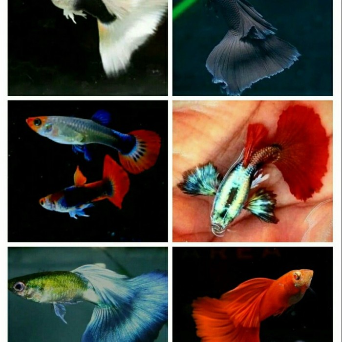 paket murah ikan guppy 6 jenis 12 ekor pasangan