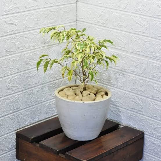 Bibit Beringin Ficus, Beringin variegata, Beringin Putih, Bibit Bonsai