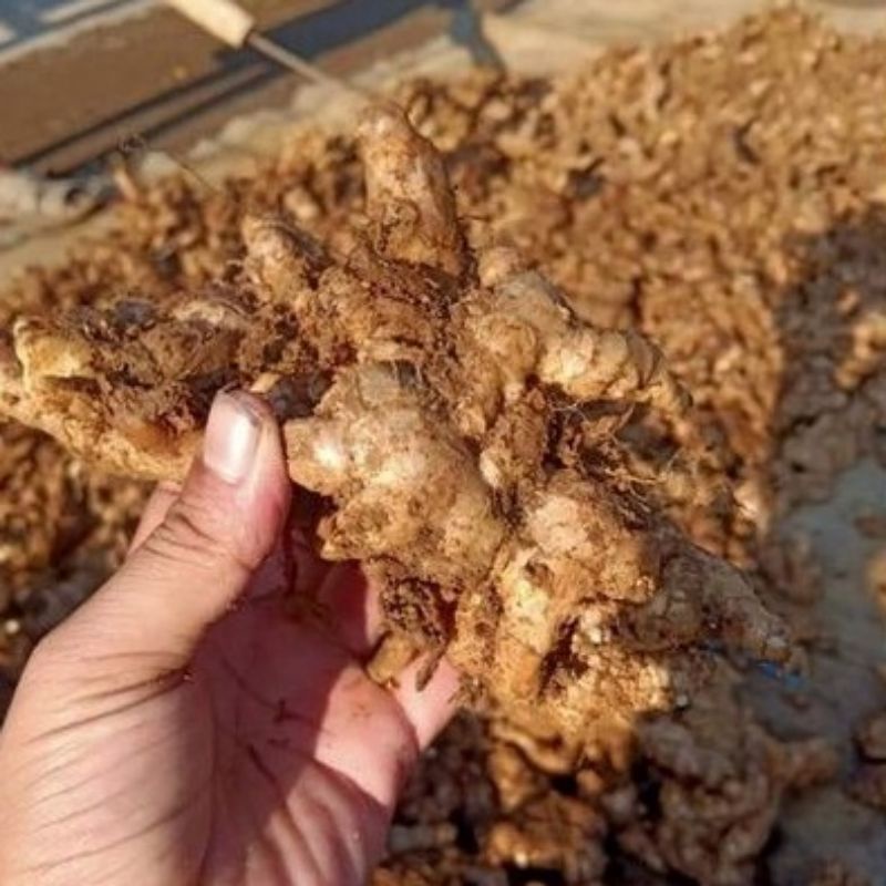 

jahe Emprit segar,jahe Emprit rempah-rempah kualitas super. bisa di jadikan bibit