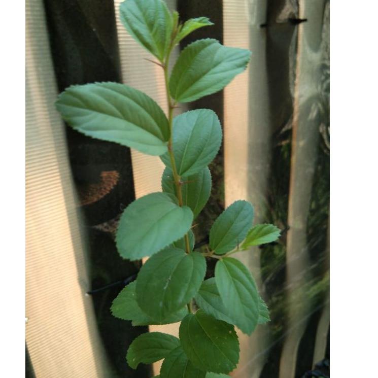 IEJDQQ Pohon Bidara Arab / Bidara sidr / Bidara Arab asli tinggi 20-30cm ✯✯ ®