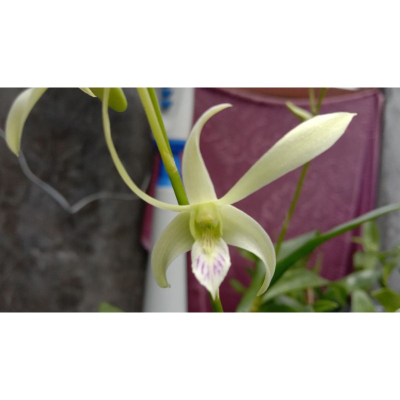 dendrobium antenatum x affine.