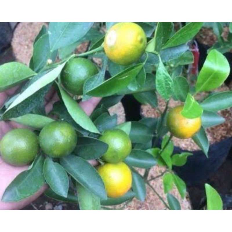 BIBIT JERUK LEMON CUI BERBUAH